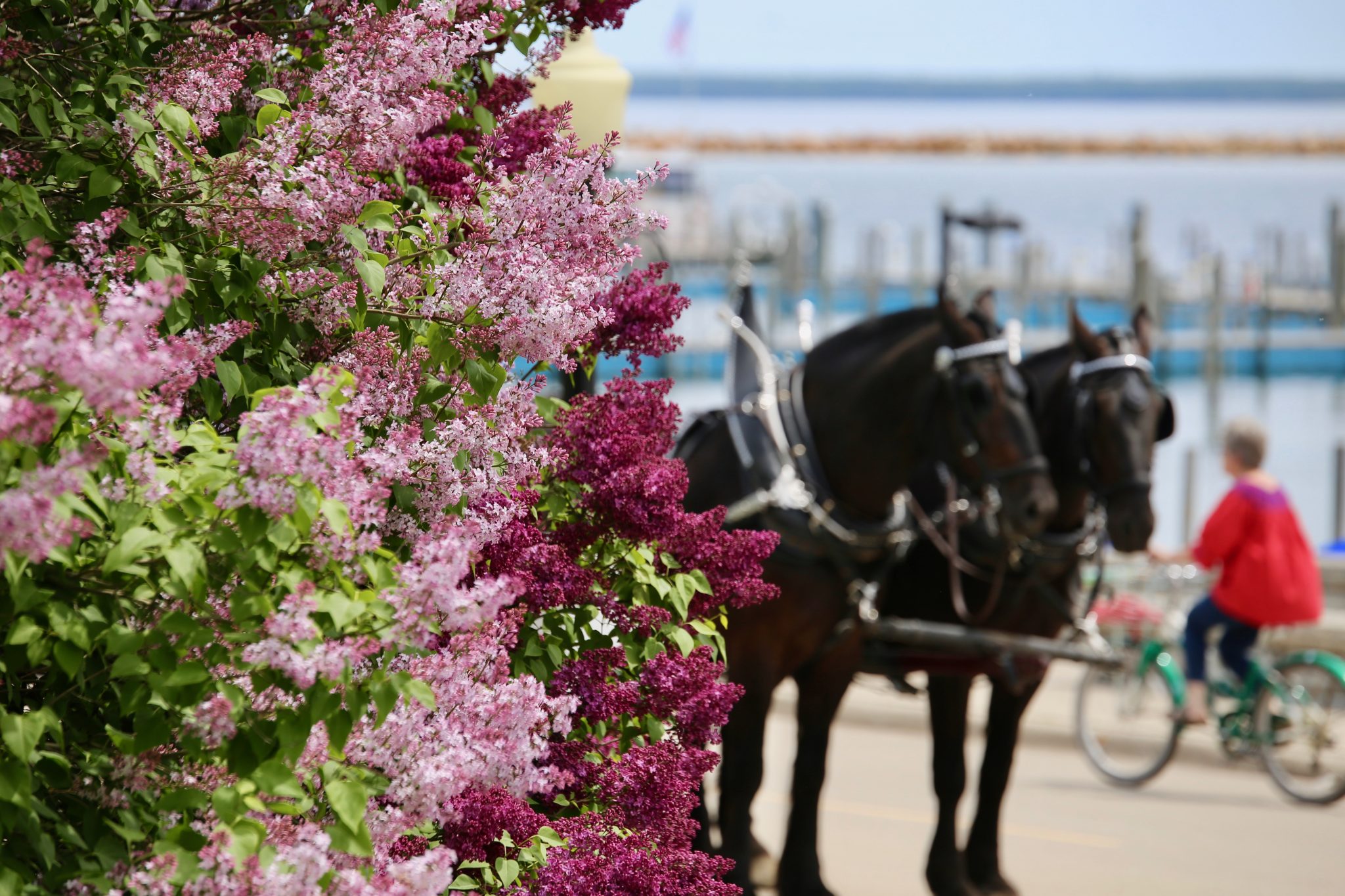 Lilacs on Mackinac Island